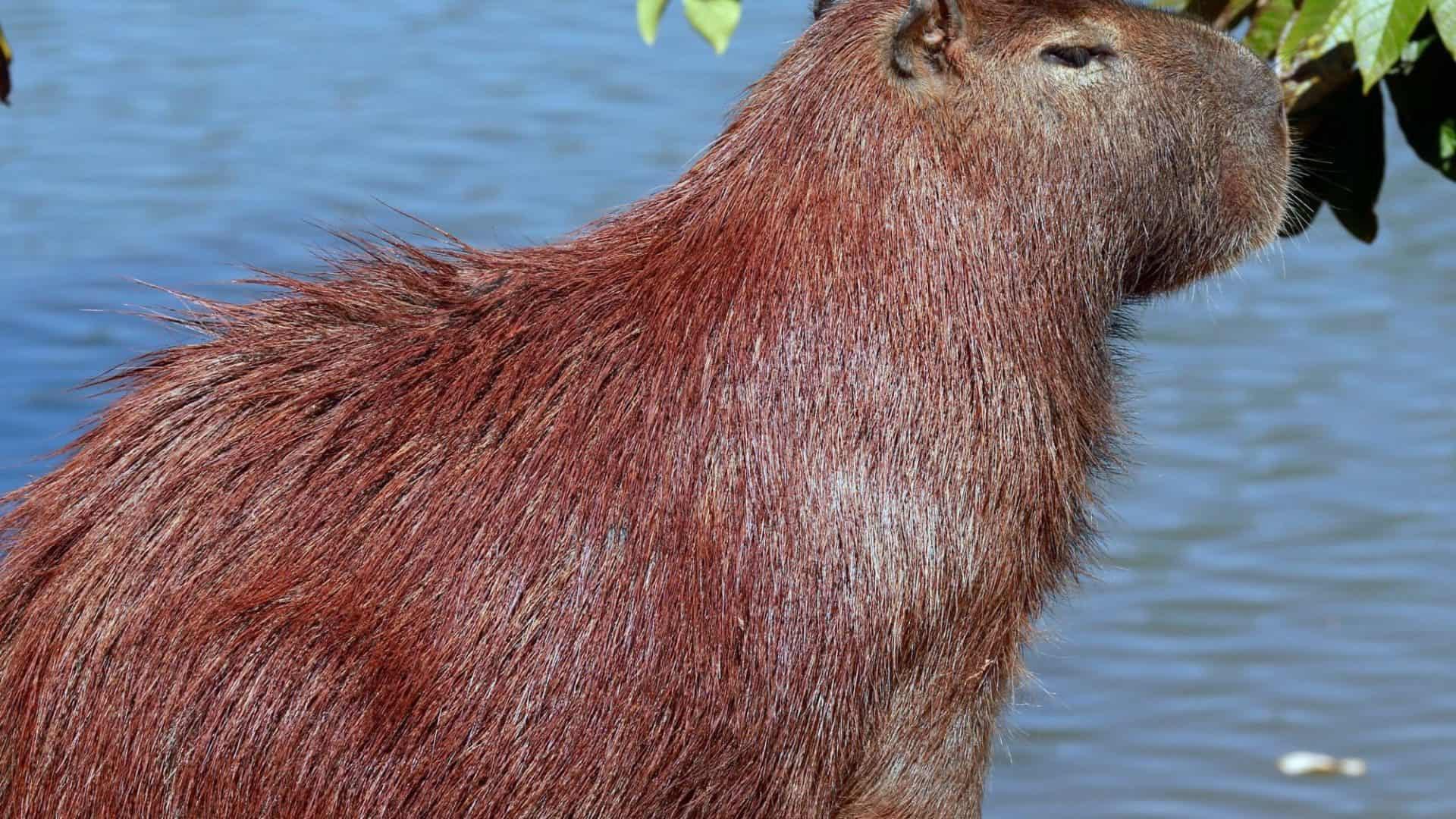 Capivara-1920x1080