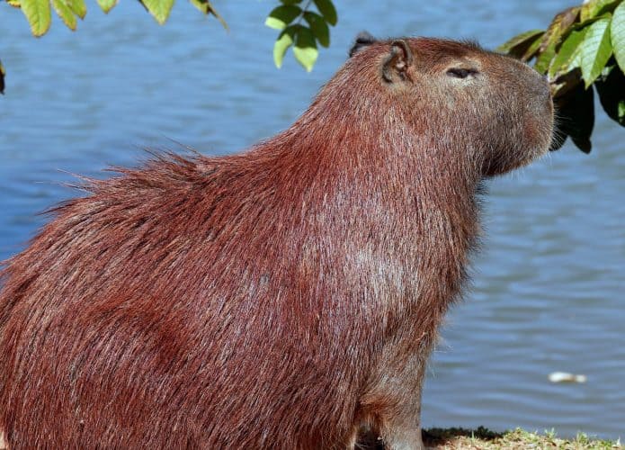 Capivara-695x500