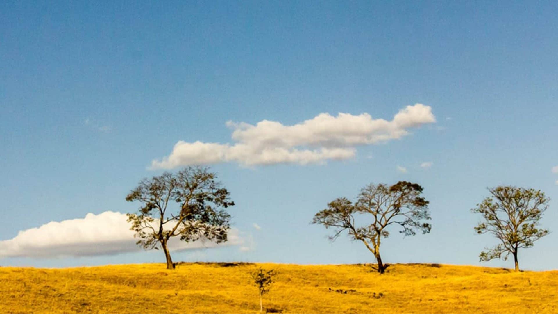 Destaque-Cerrado-1-1920x1080