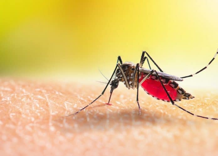 Mosquito picando pessoa