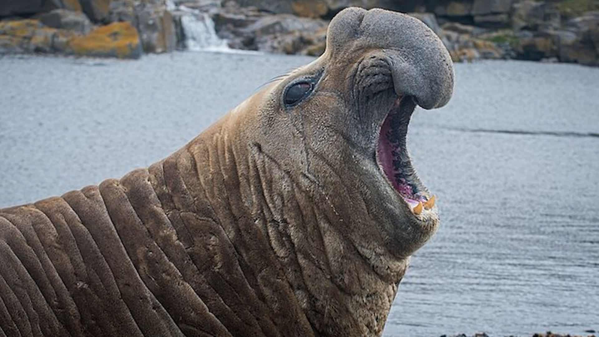 Elefante-marinho-do-sul via Antoine Lamielle/Wikimedia Commons