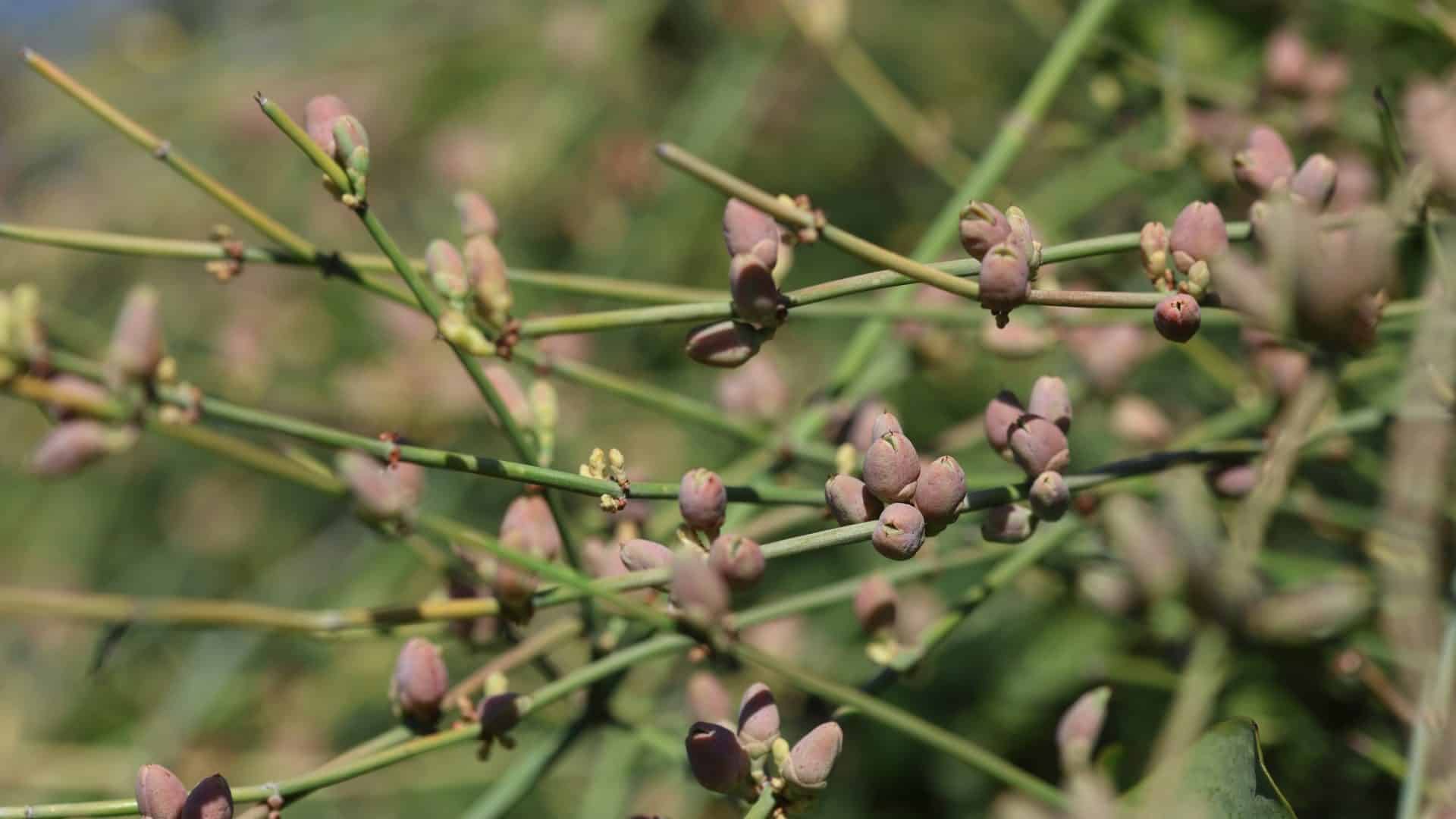 Ephedra-1-1920x1080