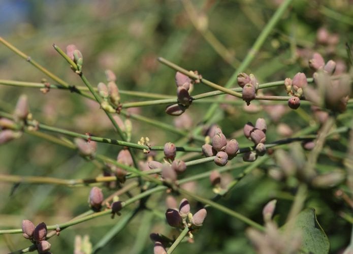 Ephedra-1-695x500