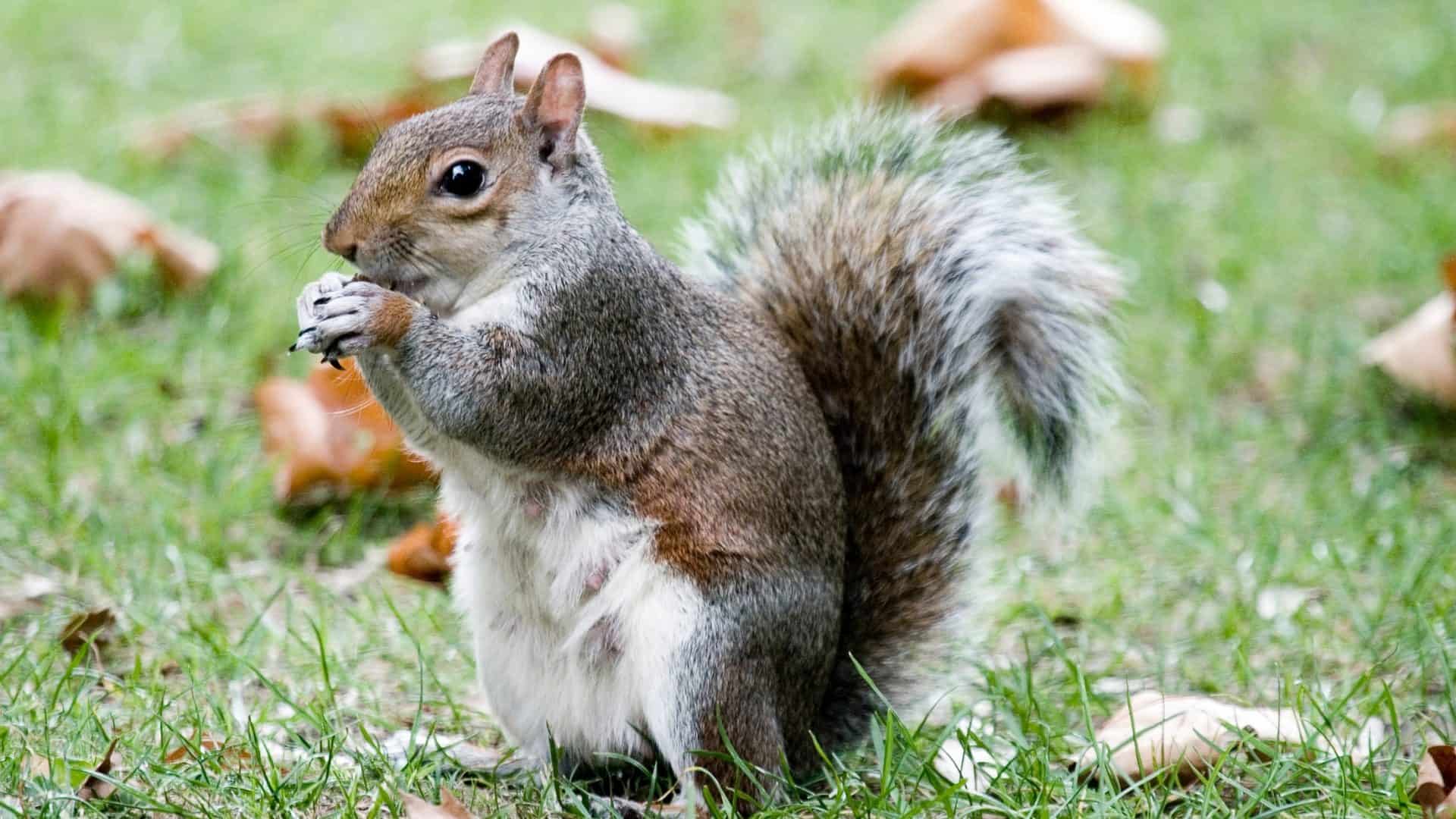 Esquilos-1-1920x1080