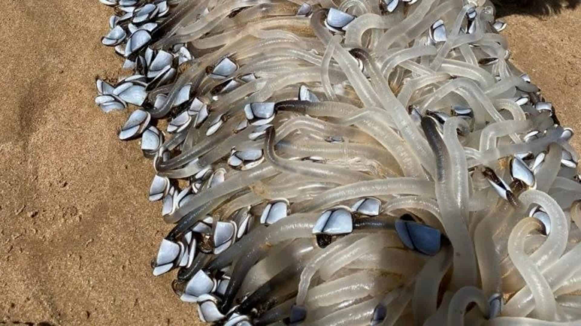 Criatura bizarra aparece em praia na Austrália