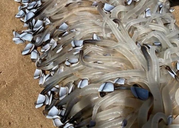 Criatura bizarra aparece em praia na Austrália