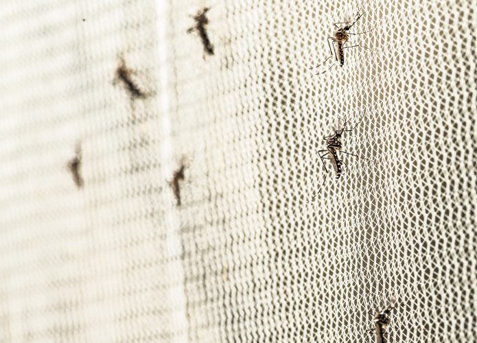 Mosquitos em rede