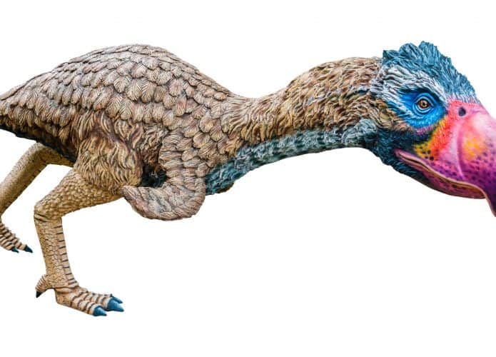 Phorusrhacidae-1-695x500