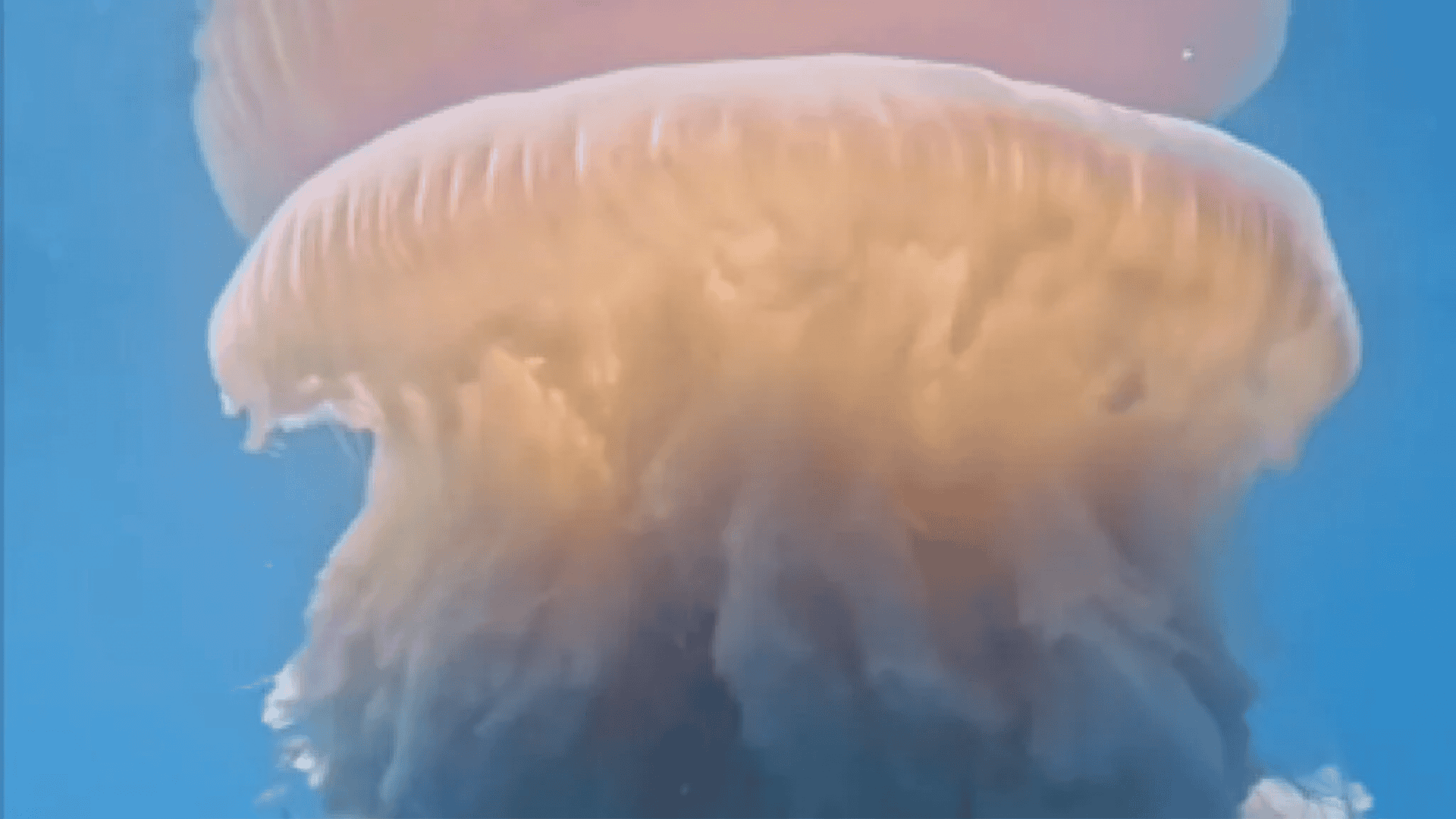 imagem mostra uma água-viva gigante nadando no mar