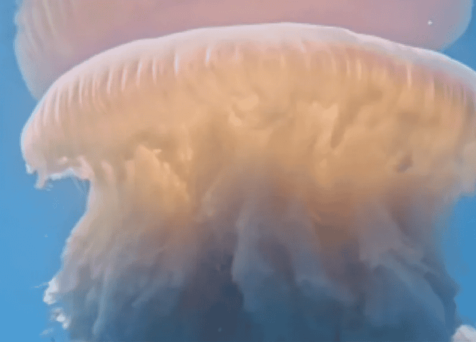 imagem mostra uma água-viva gigante nadando no mar