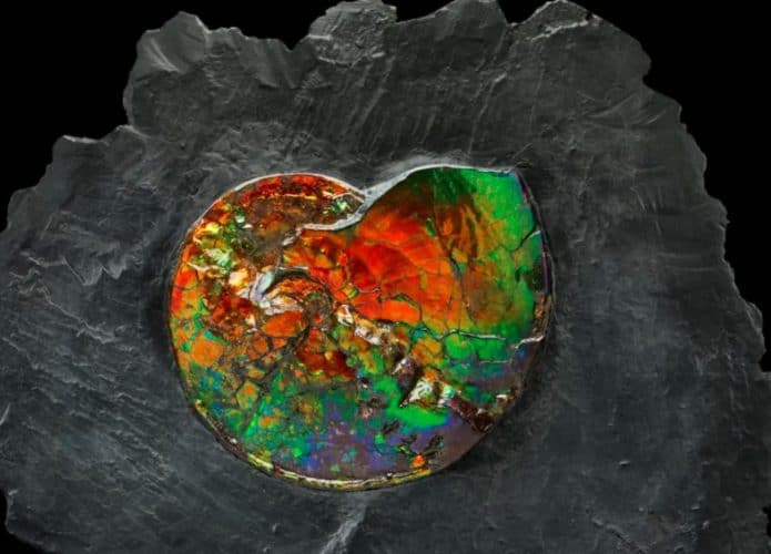 amonite