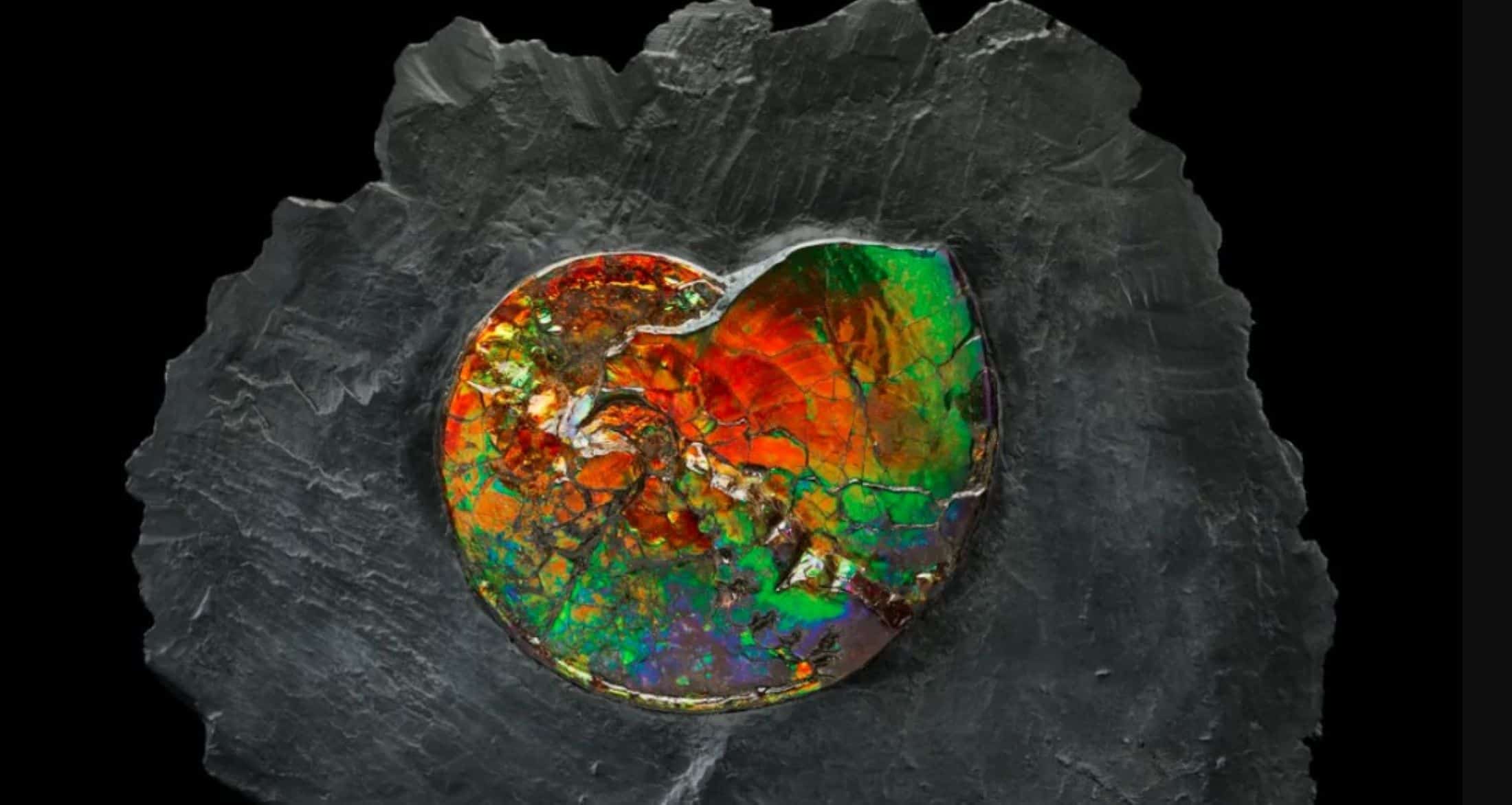 Esse molusco extinto tem 70 milhões de anos e é uma pedra preciosa e brilhante