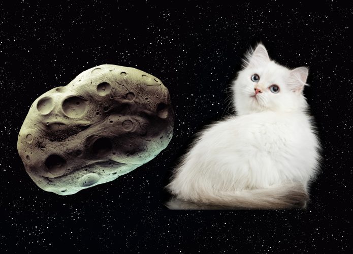 asteroide-gato-695x500