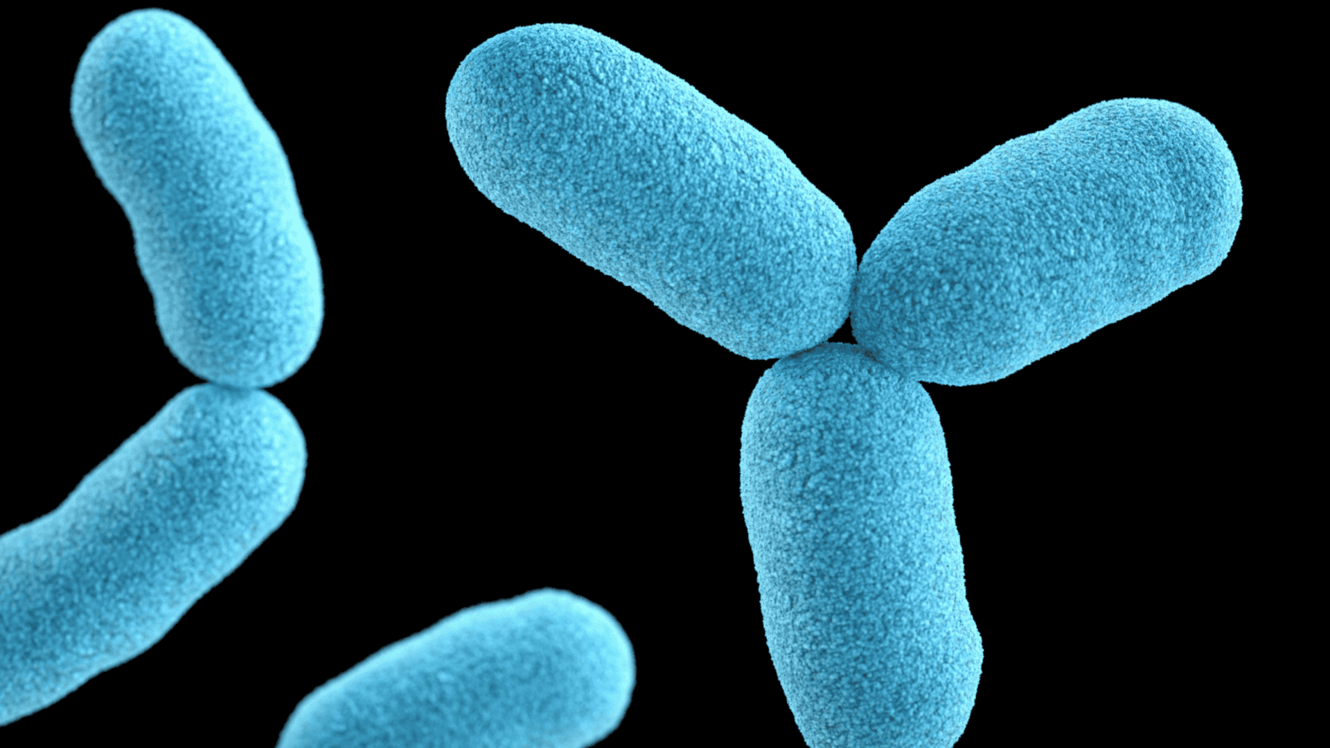 imagem mostra micro-organismos a nível microscópico