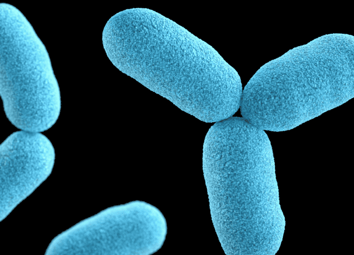 imagem mostra micro-organismos a nível microscópico