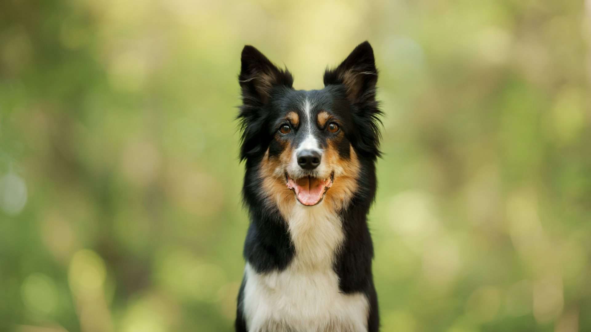 Border collie olhando de frente