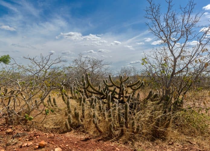 caatinga-1-695x500
