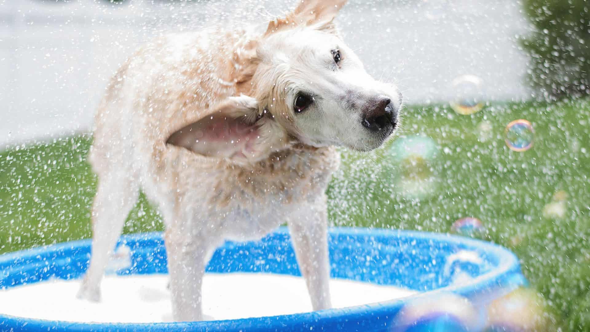cachorro-se-sacudinho-no-banho-1920x1080