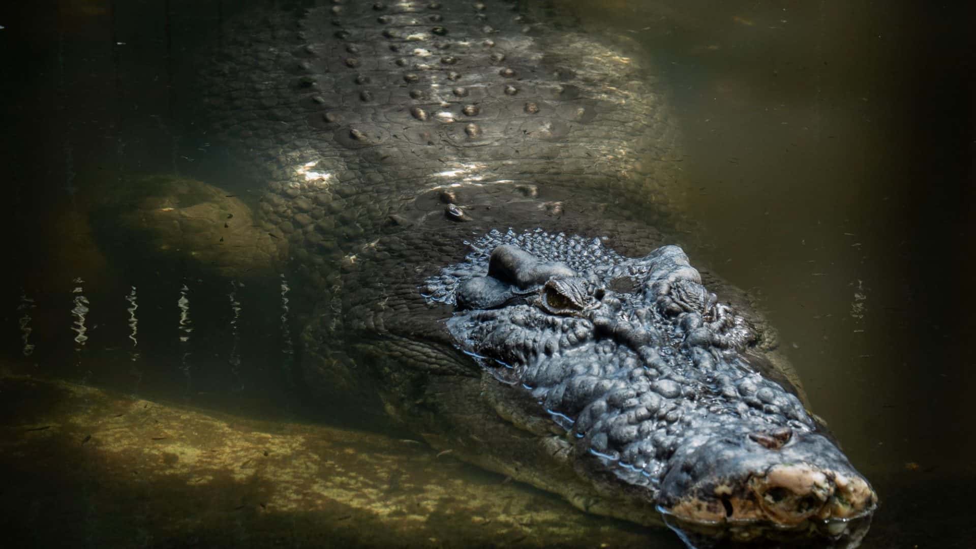 crocodilo cochilando de olhos abertos