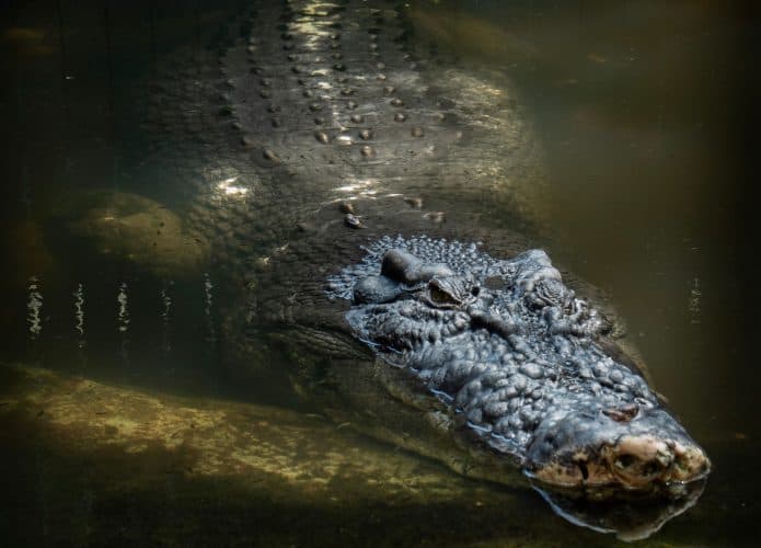 crocodilo cochilando de olhos abertos