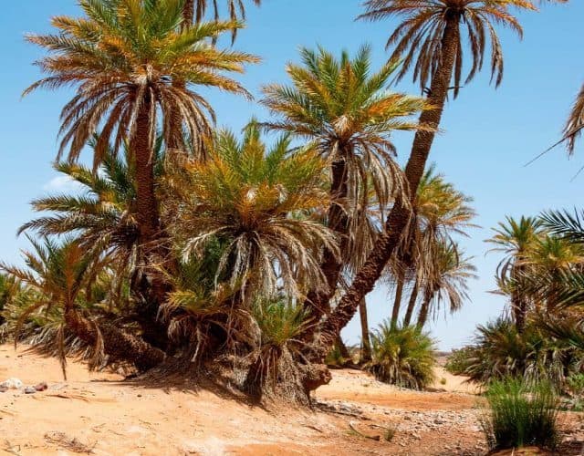 Árvores parecidas com palmeiras e córrego em deserto do Saara