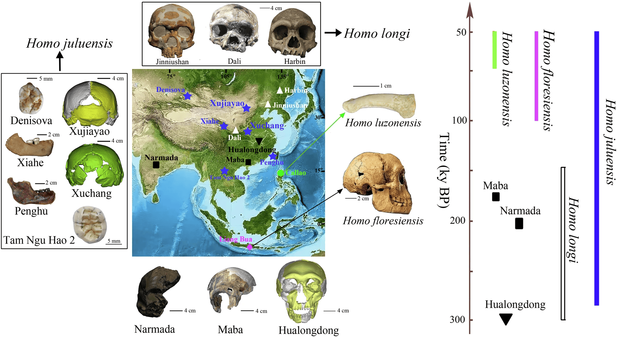 Nova espécie humana extinta há 200 mil anos é descoberta
