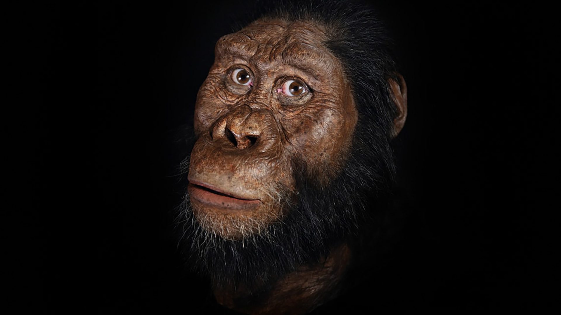fossil-lucy-50-anos-1920x1080