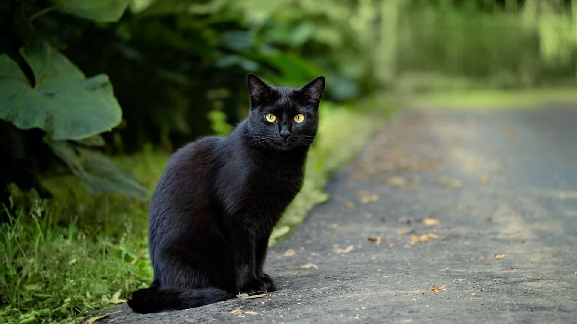 Gato preto encarando a câmera