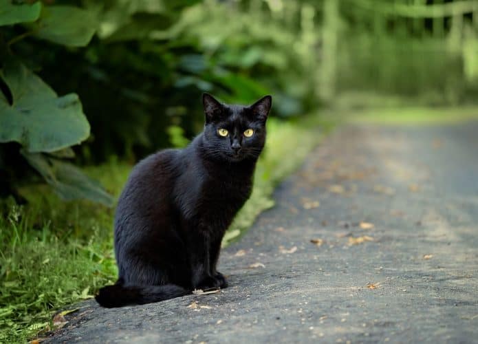 Gato preto encarando a câmera