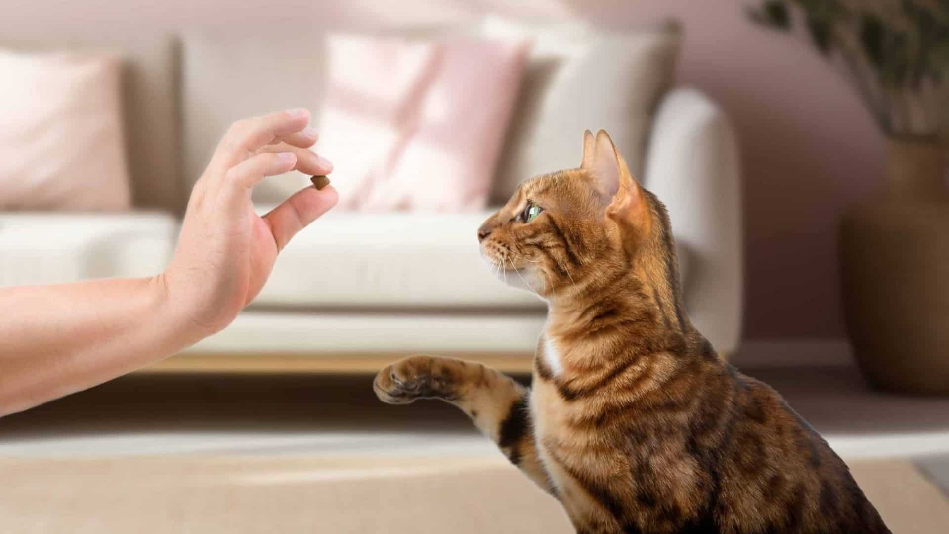 Gato interangindo com tutor para pegar petisco