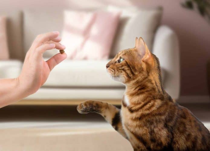 Gato interangindo com tutor para pegar petisco