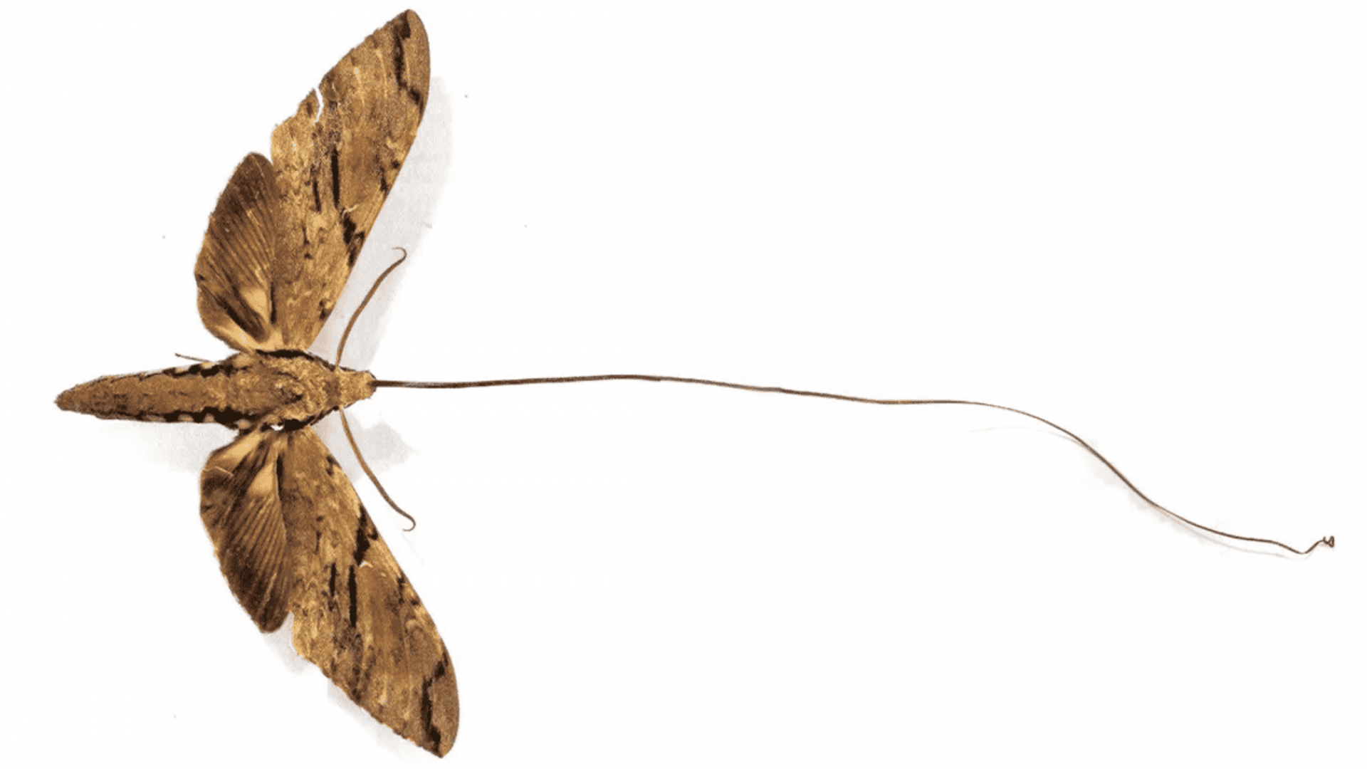 mariposa-1-1920x1080.png