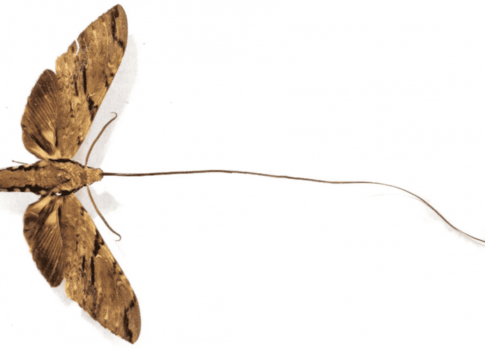 mariposa-1-695x500.png