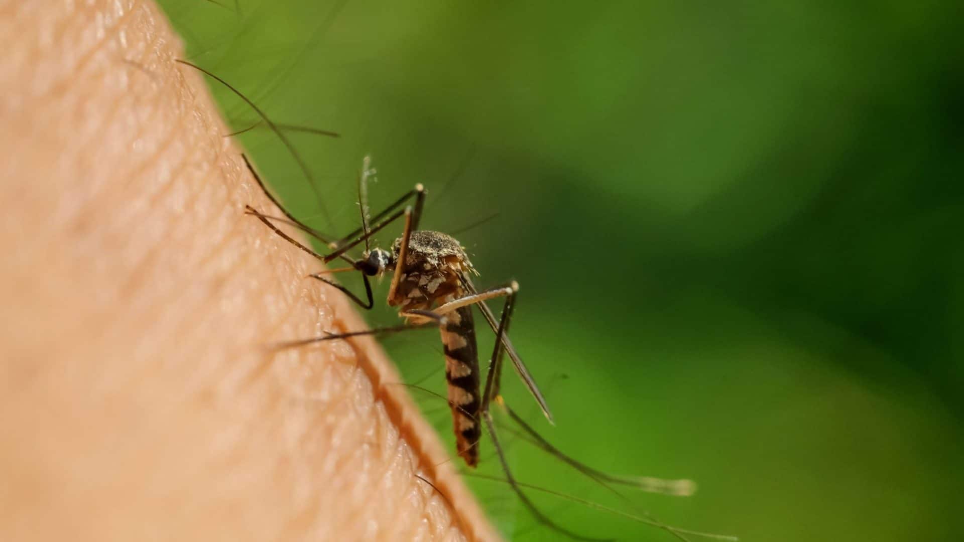 mosquito