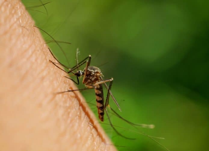 mosquito
