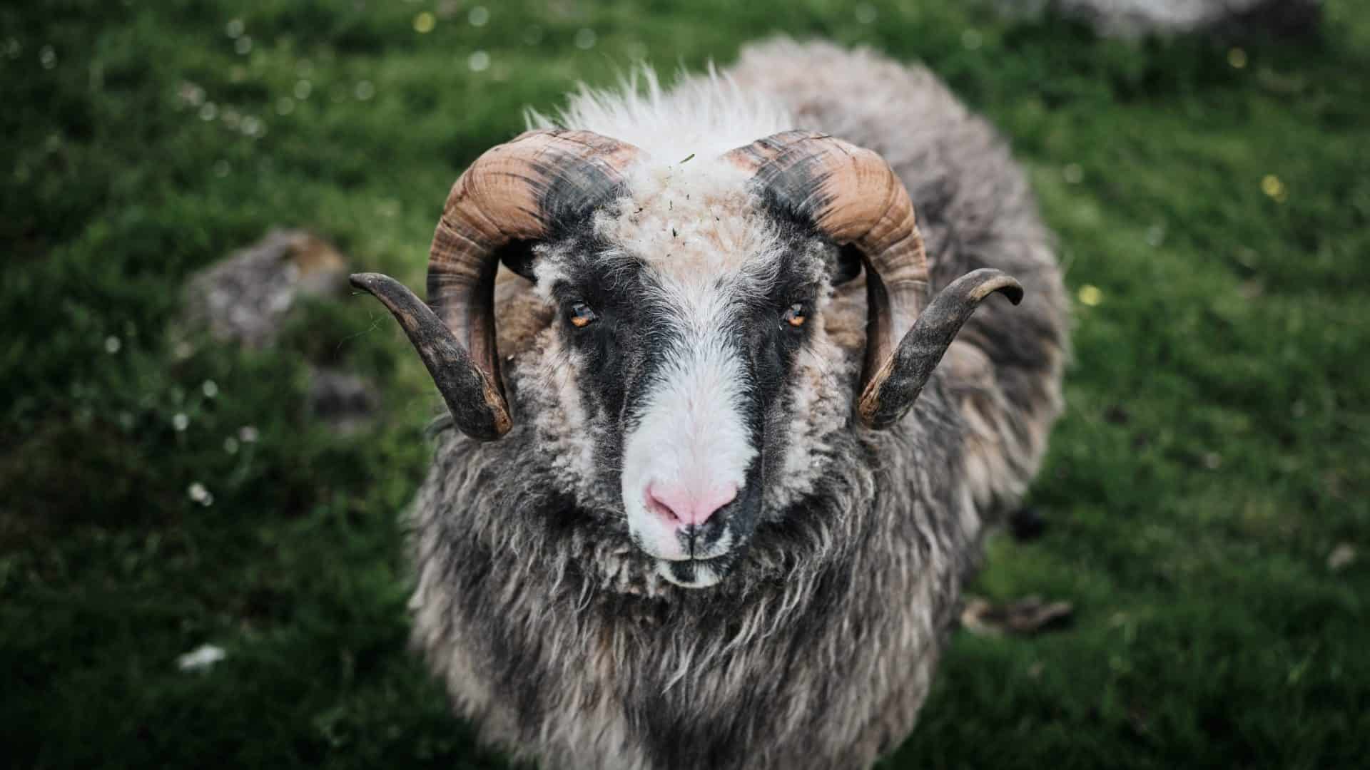ovelha