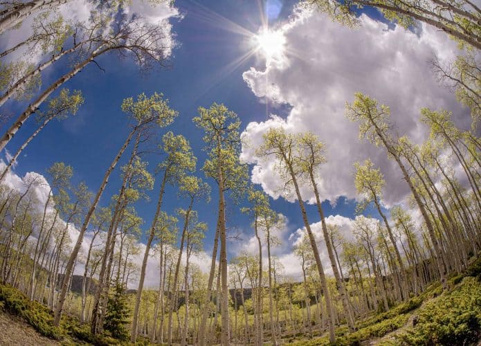 pando-1-695x500