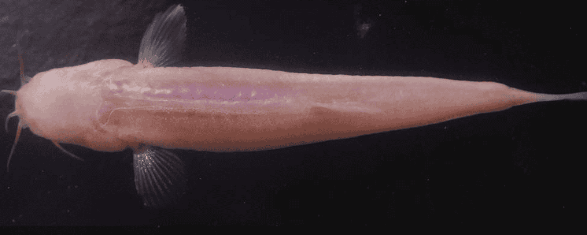 peixe-cego-1-1920x768.png