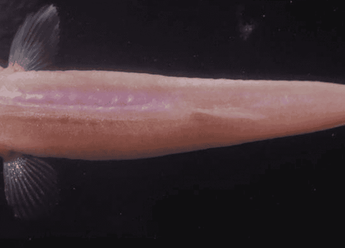 peixe-cego-1-695x500.png
