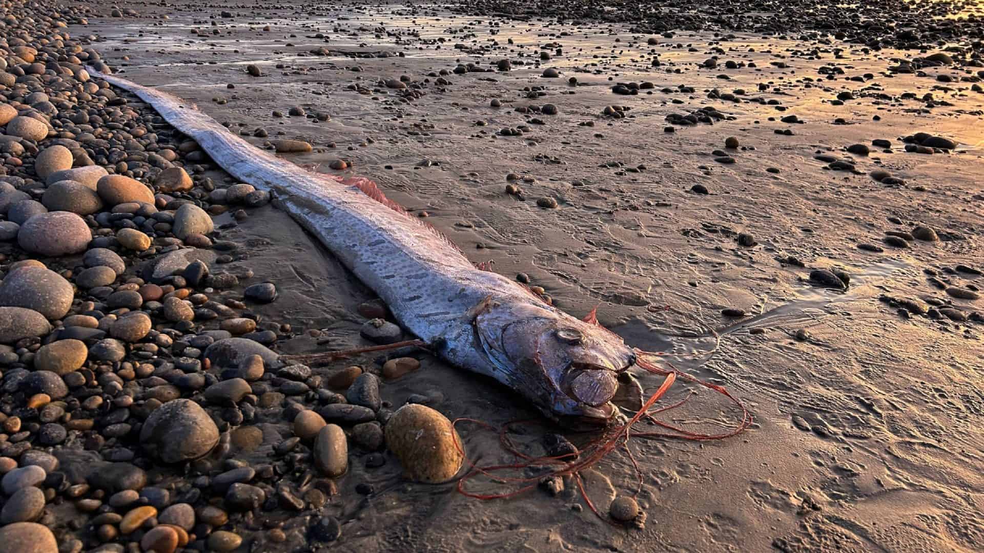peixe-do-fim-do-mundo-1920x1080