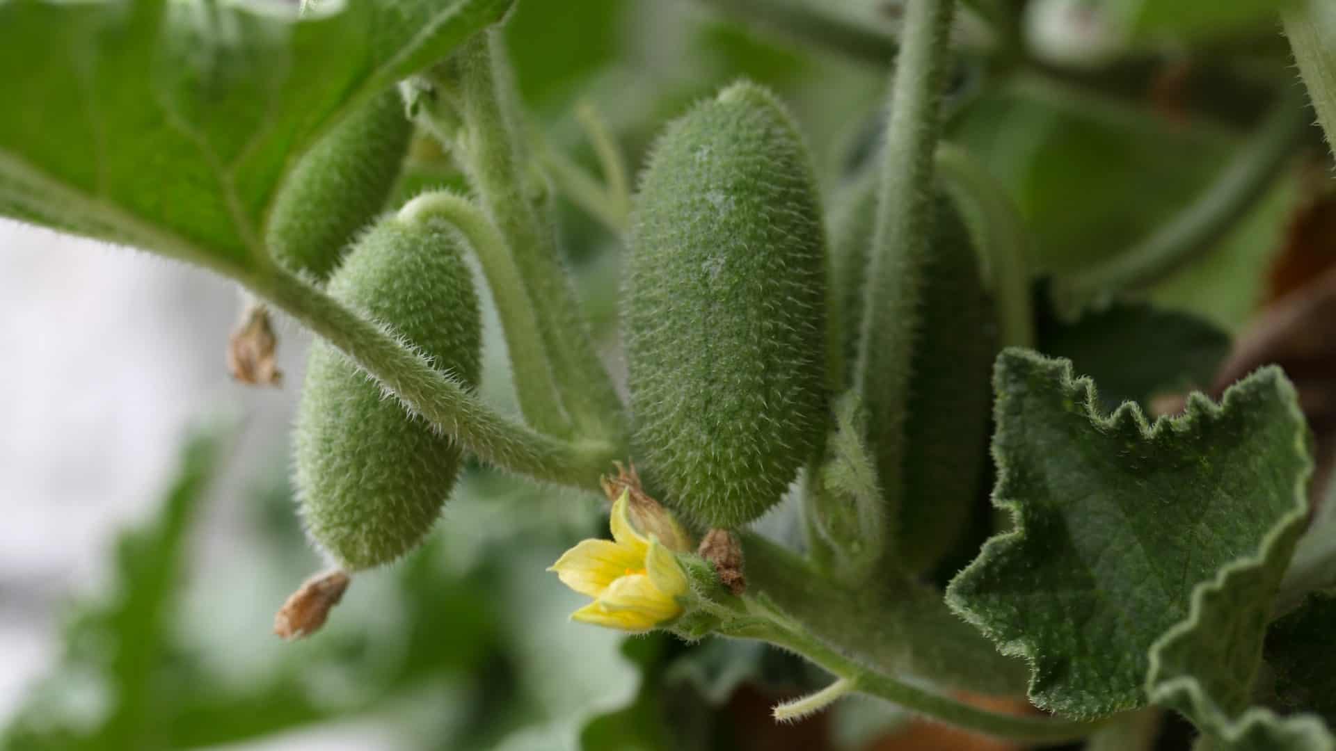planta-1-1920x1080