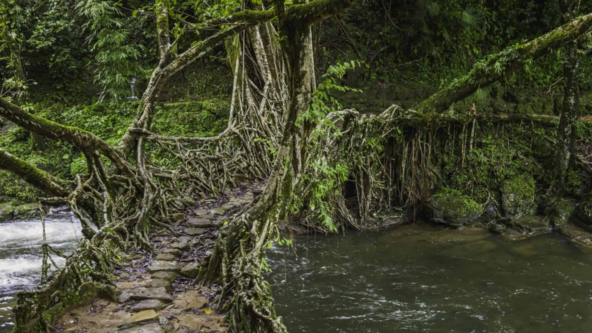 ponte-arvore-1-1920x1080