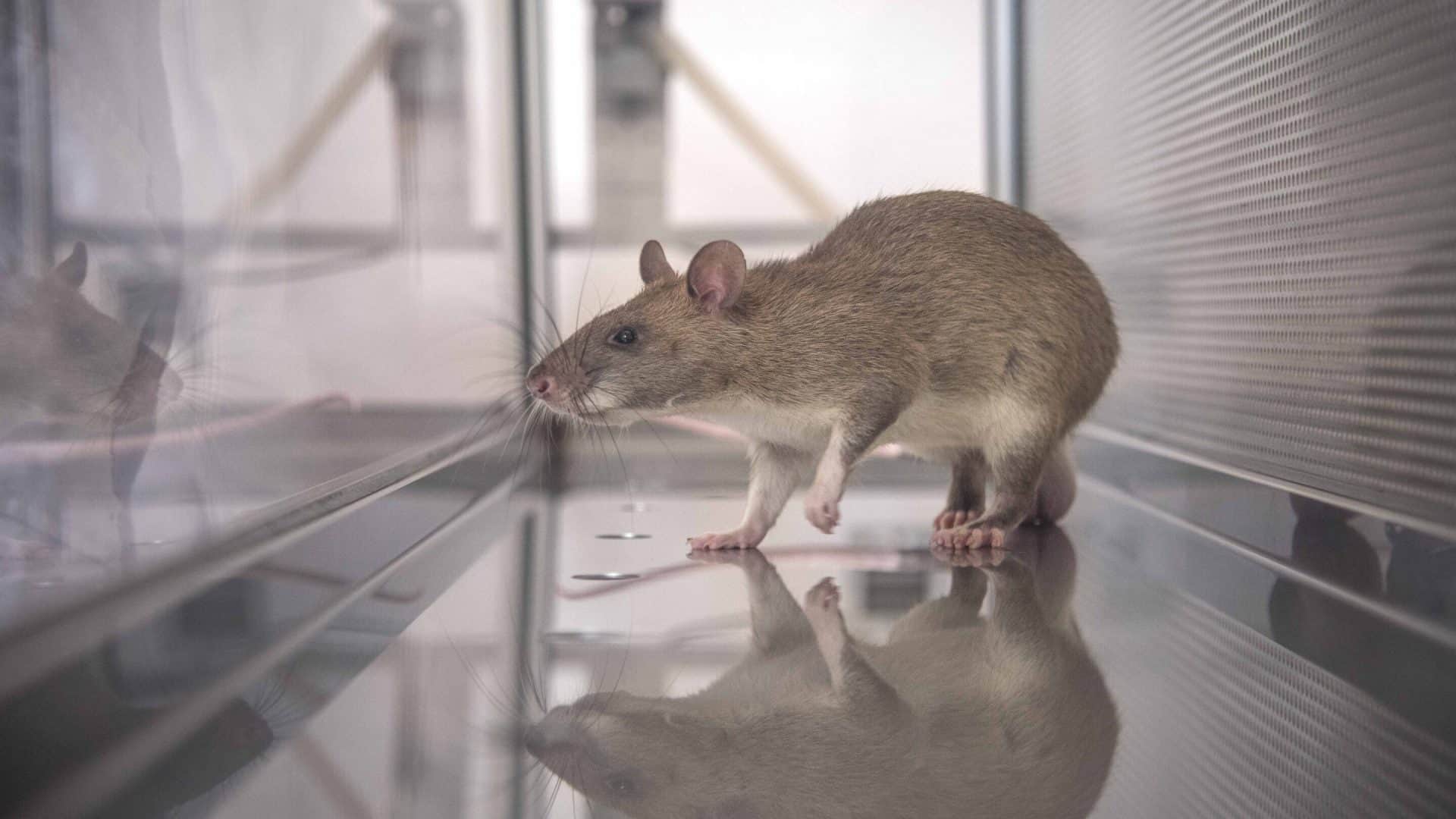 rato-1920x1080