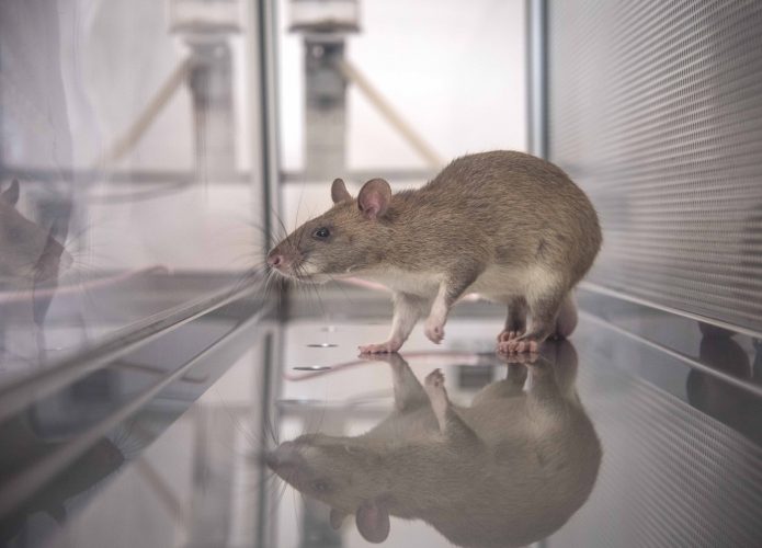 rato-695x500