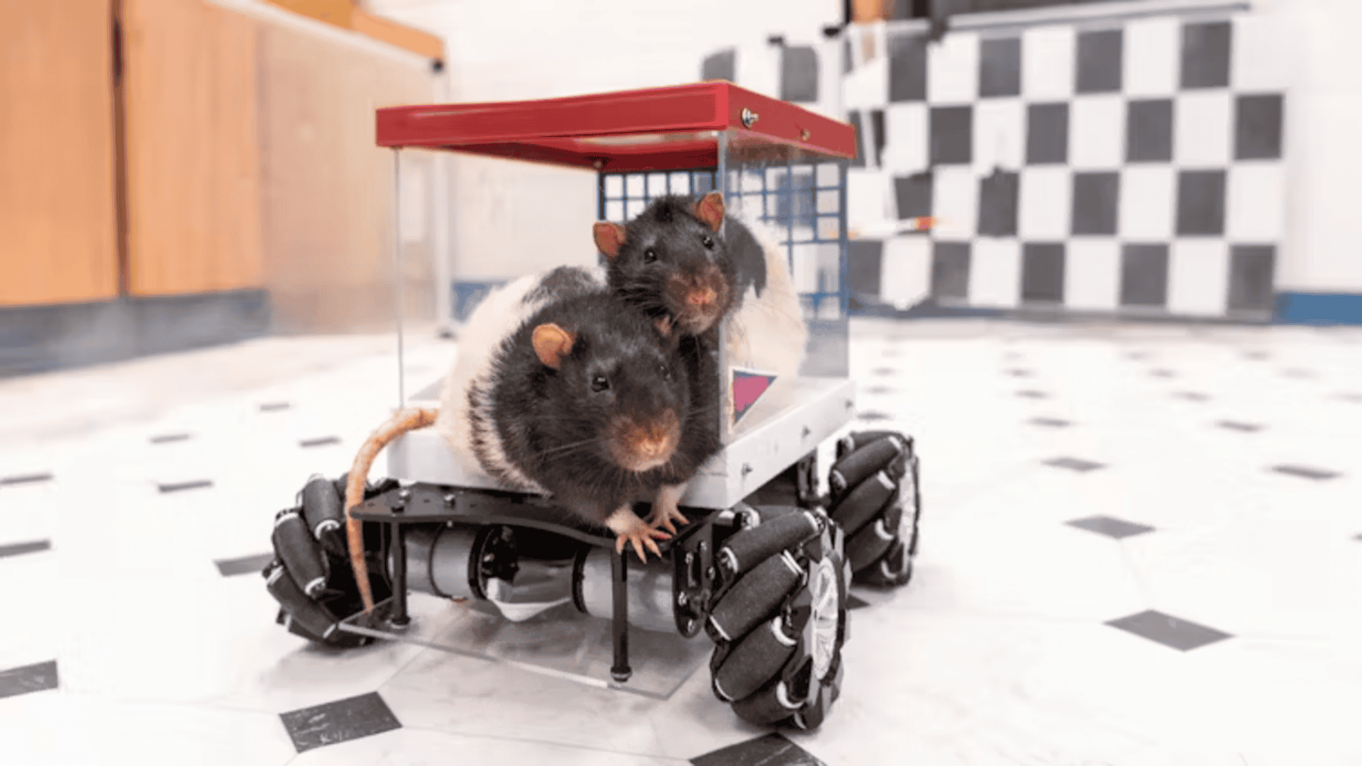 ratos-1-1920x1080.png