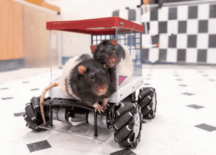 ratos-1-695x500.png