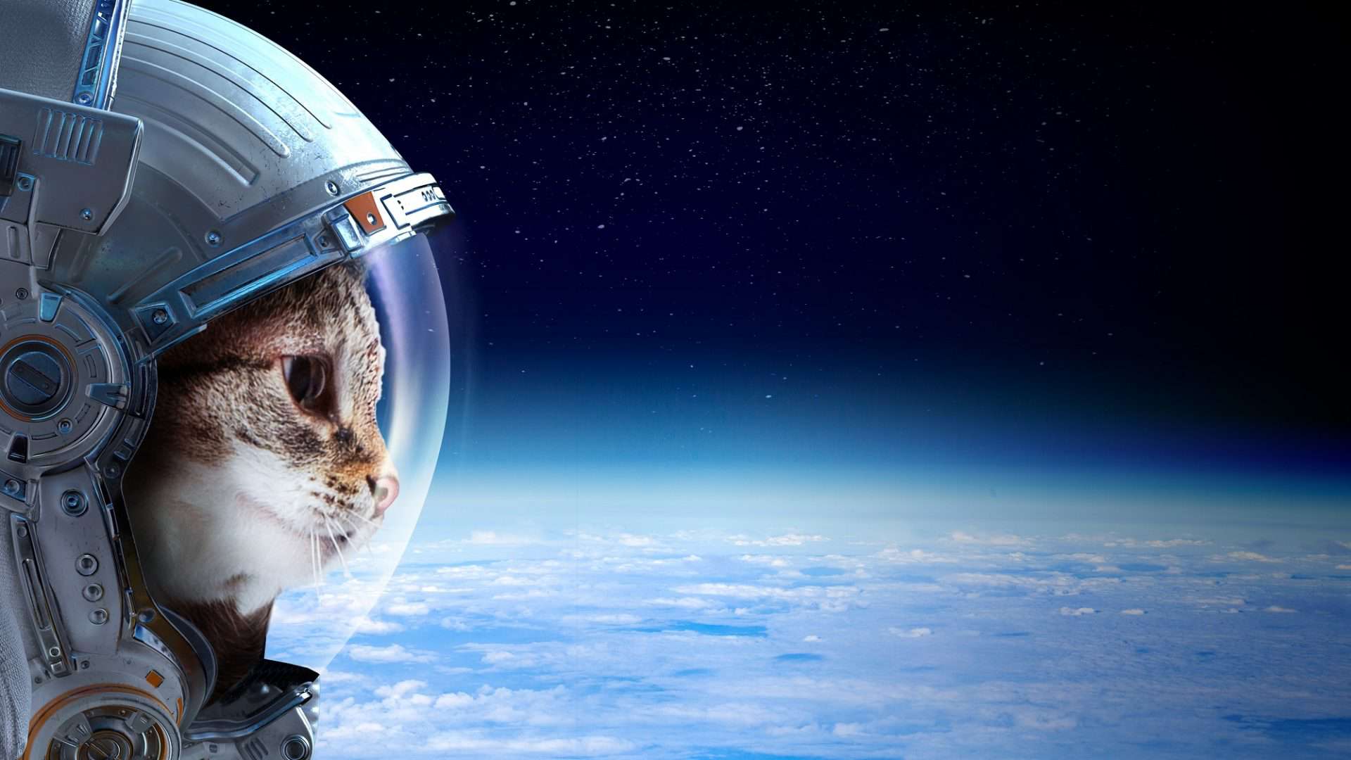 gato no espaço