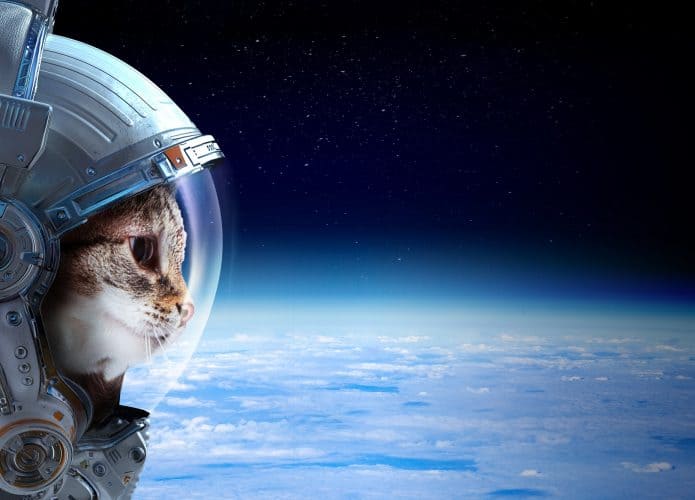 gato no espaço