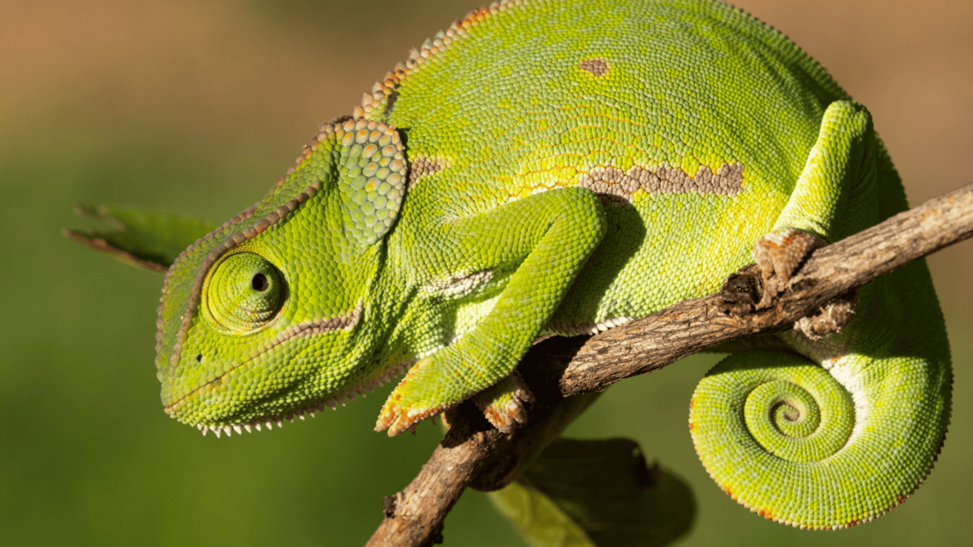 Camaleão verde