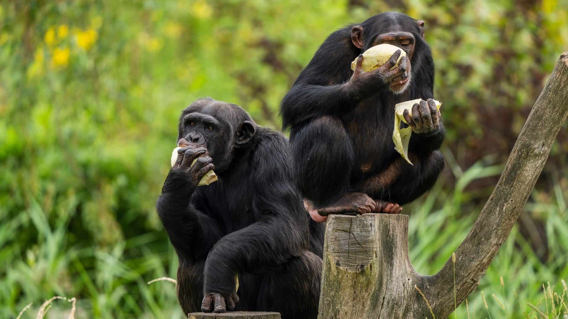 dois chimpanzés